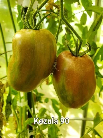 Konzula 90 (Erbstücktomate)
