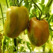 Konzula 90 (Erbstücktomate)