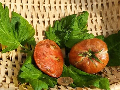 Konzula 90 (Erbstücktomate)