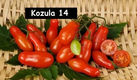 Kozula 14