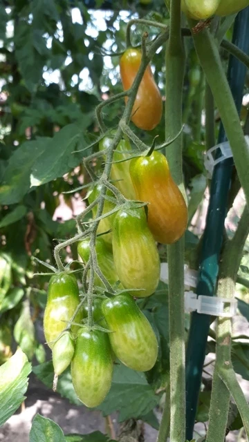 Megagron - Kozula 14