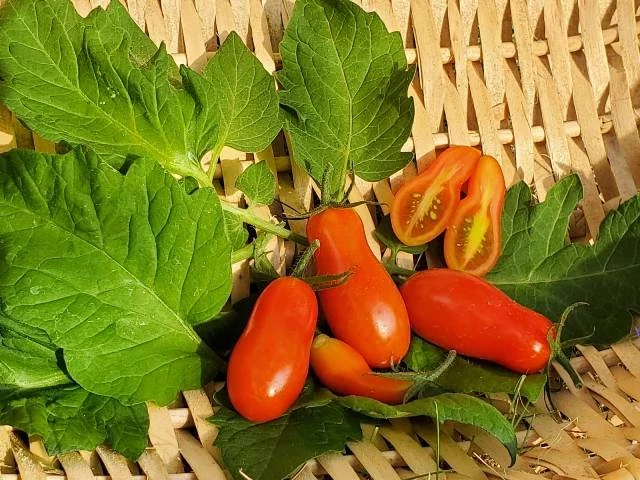 Megagron - Kozula 14