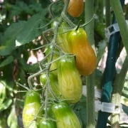 Megagron - Kozula 14