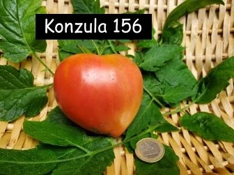 Kozula 156