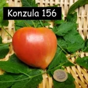 Kozula 156