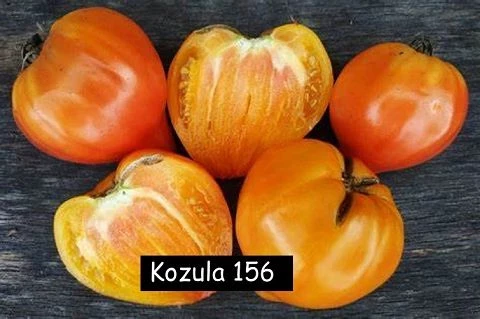Kozula 156