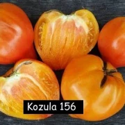 Kozula 156