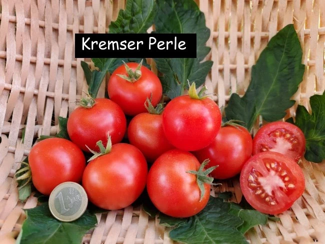 Kremser Perle