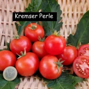 Kremser Perle