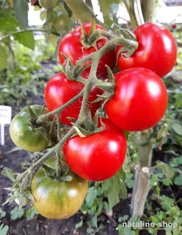Kremser Perle