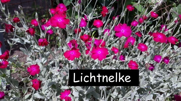 Kronen-Lichtnelke Lychnis coronaria