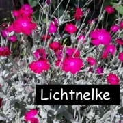Kronen-Lichtnelke Lychnis coronaria