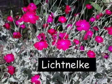 Kronen-Lichtnelke Lychnis coronaria