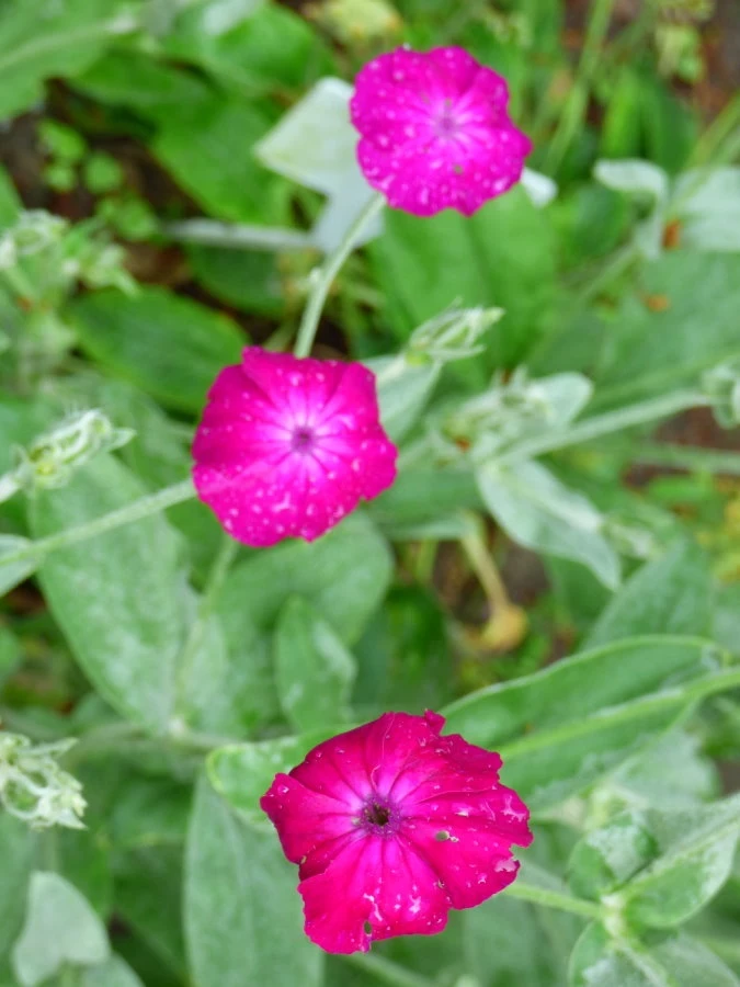 Kronen-Lichtnelke Lychnis coronaria