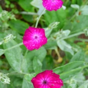 Kronen-Lichtnelke Lychnis coronaria