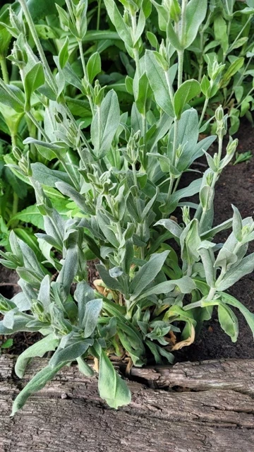 Kronen-Lichtnelke Lychnis coronaria