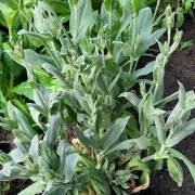 Kronen-Lichtnelke Lychnis coronaria