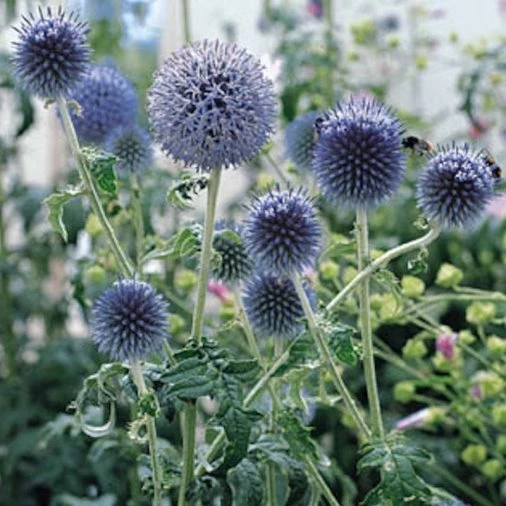 Kugeldistel (Echinops ritro)