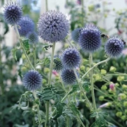 Kugeldistel (Echinops ritro)