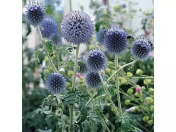 Kugeldistel (Echinops ritro)
