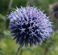 Kugeldistel (Echinops ritro)