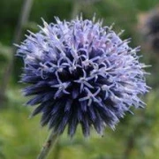 Kugeldistel (Echinops ritro)