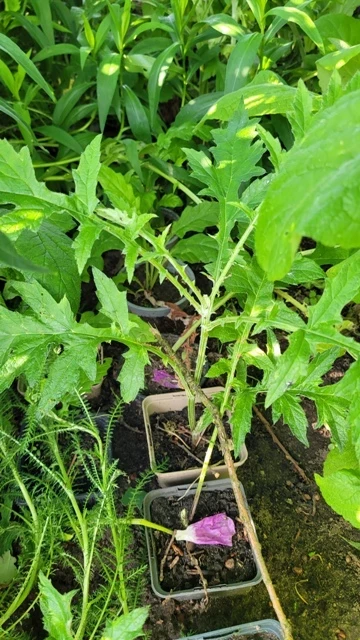 Kugeldistel (Echinops ritro)