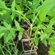 Kugeldistel (Echinops ritro)