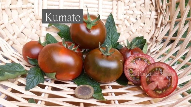 Kumato