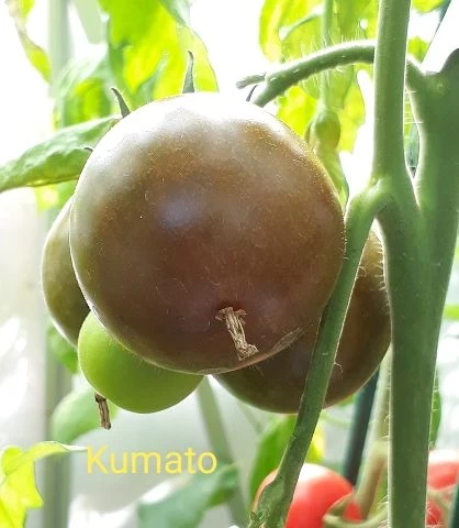 Kumato