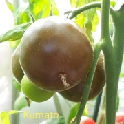 Kumato
