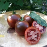 Kumato