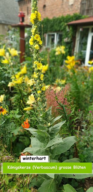 Königskerze (Verbascum) große Blüten