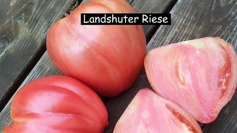 Landshuter Riese