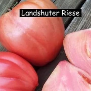 Landshuter Riese