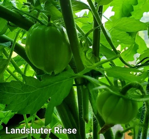Landshuter Riese