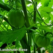 Landshuter Riese