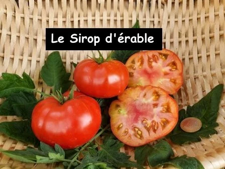 Le Sirop d'érable