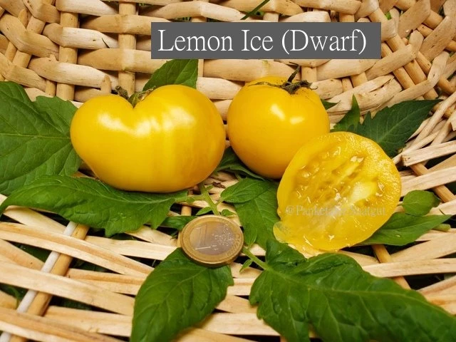 Lemon Ice (Dwarf)