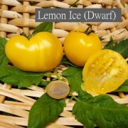 Lemon Ice (Dwarf)