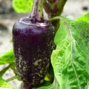 Lila Paprika