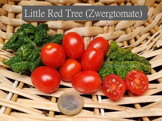 Little Red Tree (Zwergtomate)