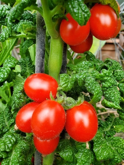 Little Red Tree (Zwergtomate)