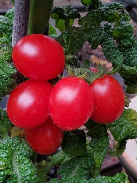 Little Red Tree (Zwergtomate)