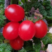 Little Red Tree (Zwergtomate)