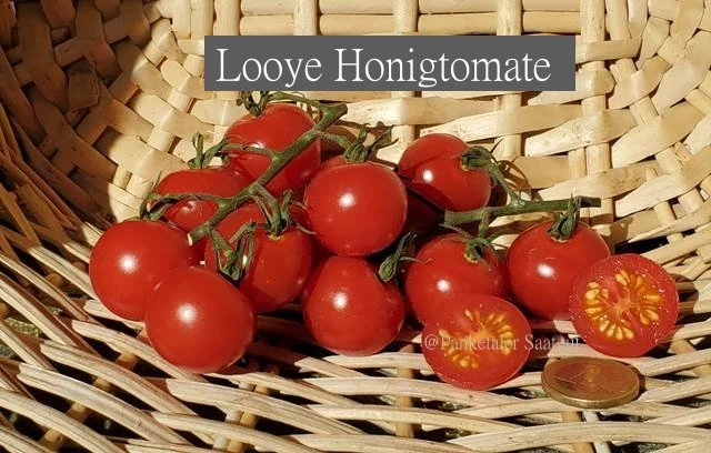 Looye Honigtomate