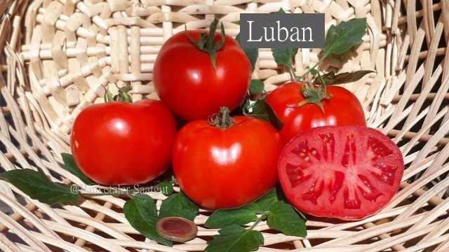 Luban