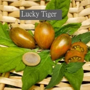 Lucky Tiger (Flaschentomate)