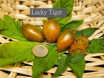 Lucky Tiger (Flaschentomate)