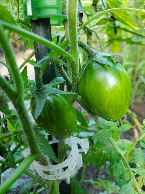 Lucky Tiger (Flaschentomate)